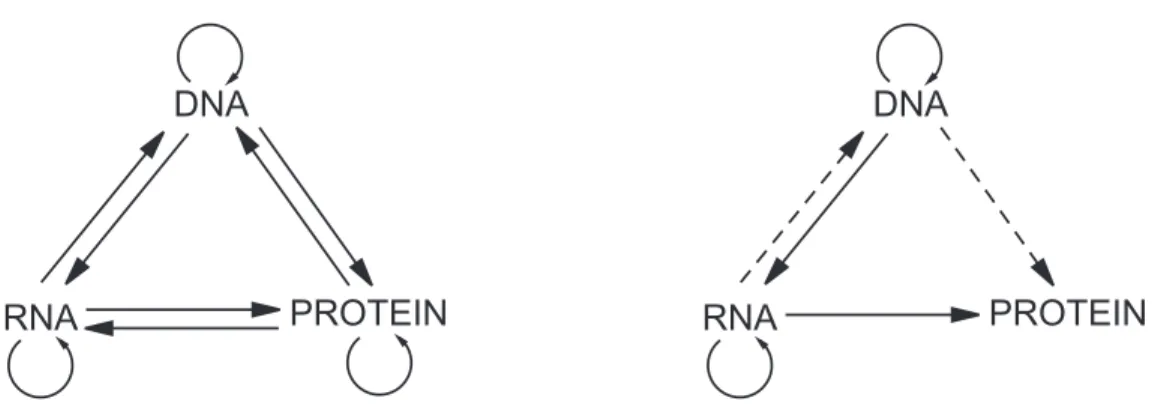 Figure 2-1: Schematic representation of sequence information flow. (left) Representation of all possible information transfers between bio-polymers