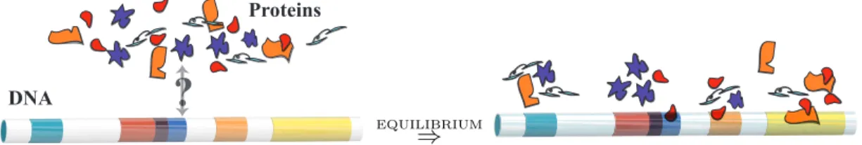 Figure 3-1: Representation of the average regulatory profile. DNA binding regulators (pro- (pro-teins) modify the way DNA is read