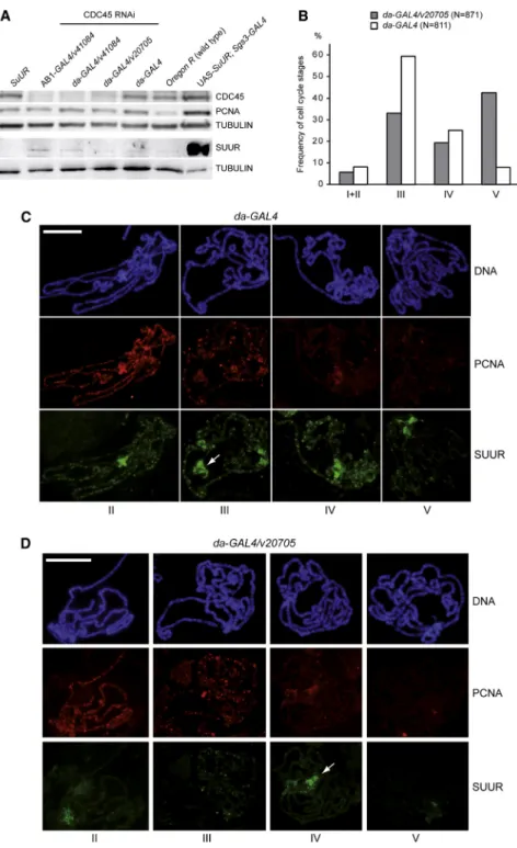 Figure 2. CDC45 Depletion Suppresses the Endocycle and Inhibits SUUR Binding to Polytene Chromosomes
