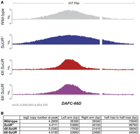 Figure 3. SUUR Affects Replication Fork Progression in a Dosage-Dependent Manner