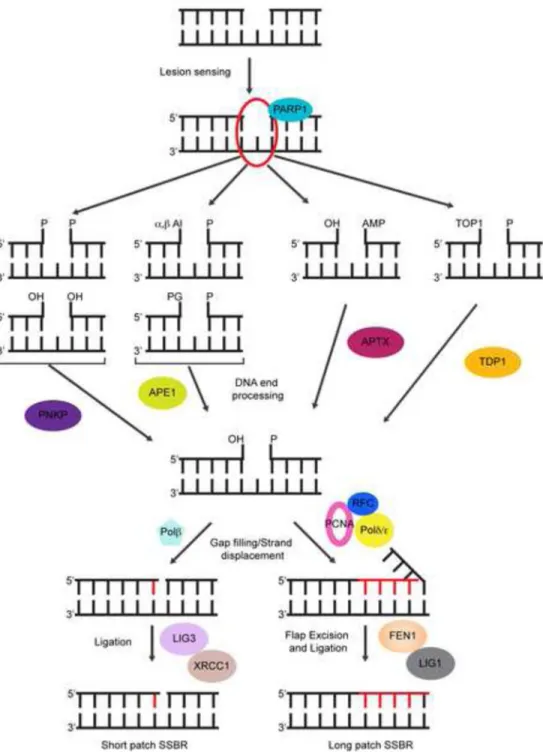 Figure 1. The single strand break repair pathway