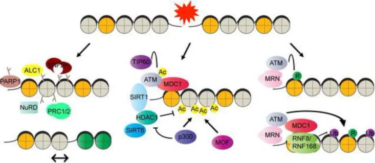 Figure 3. Chromatin modifications in the DDR