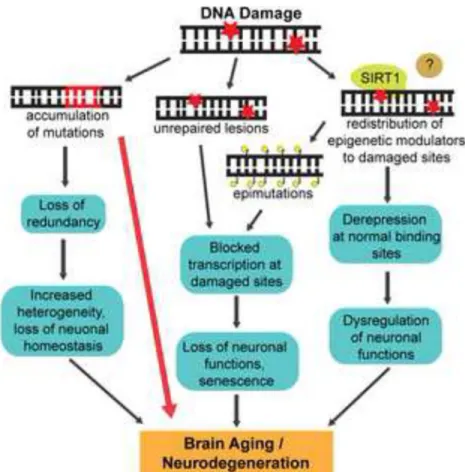 Figure 5. The consequences of DNA damage in aging and neurodegeneration