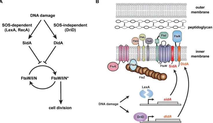 Figure 8. Two independent pathways regulate cell division in Caulobacter following DNA damage