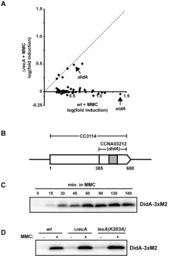 Figure 1. didA is induced by DNA damage and is not SOS regulated. (A) Wild-type and DrecA cells were grown in rich medium to mid-exponential phase and treated with 1 mg/ml MMC for 30 minutes.