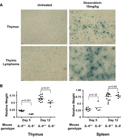 Figure 6. Genotoxic Damage Promotes Cellular Senescence in Thymic Stromal Cells and Subsequent IL-6-Mediated Thymic Rebound