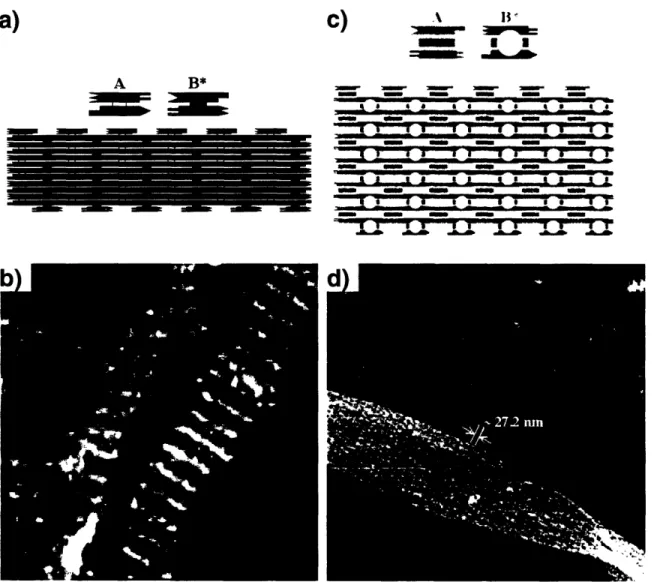 Figure 2-3 Double crossover (DX) and triple crossover (TX) molecules and their assemblies