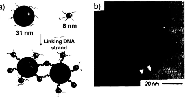 Figure 2-6  Schematic  representation of  the  DNA-directed binary  nanoparticle  assembly