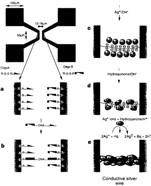 Figure 2-9  Scheme showing  the  metallization  of dsDNA  to construct  a conductive  silver  wire connecting  two  gold  electrodes