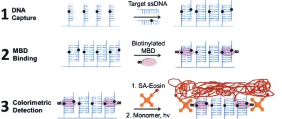 Figure 1.4 A diagram  showing sequence-specific  methylation  detection by capture of the target