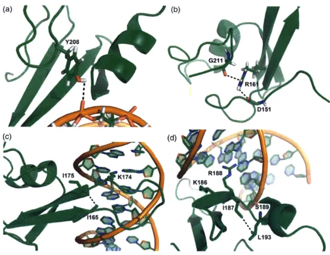 Figure  2.8 Structural analysis of amino acid substitutions in  MBD  variant 2/5.  a) The  addition of the para substituted hydroxyl group of tyrosine relative to the wild-type phenylalanine forms  a  new  hydrogen bond to the DNA  phosphodiester  backbone