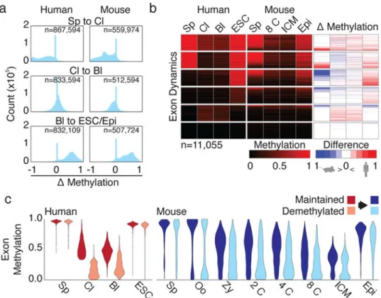 Figure 2. Human preimplantation dynamics are globally similar to mouse