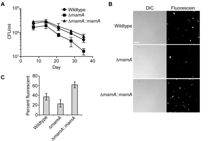 Figure 7. MamA affects viability in hypoxic conditions. The indicated strains of H37Rv were normalized to a calculated density of 3 6 10 6 CFU/