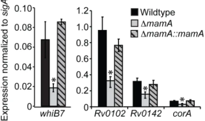 Figure S5). Mutation rates were likewise unaffected by deletion of mamA; this was unsurprising given that Mycobacteria lack homologs of the key proteins involved in methyl-directed DNA repair in Proteobacteria (Table S3) [59].