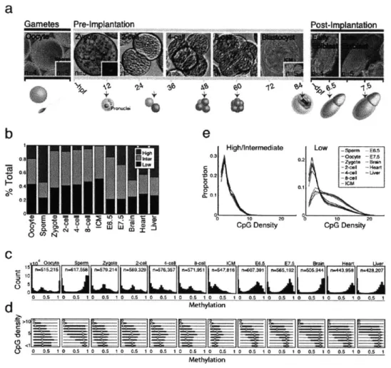 Figure 1-1:  Global CpG methylation  dynamics  across early  murine embryogenesis.