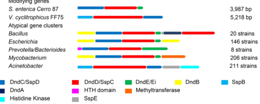 Figure 4. Atypical PT gene clusters in different genera. Genes are indicated as arrows and are colored  based on their predicted function
