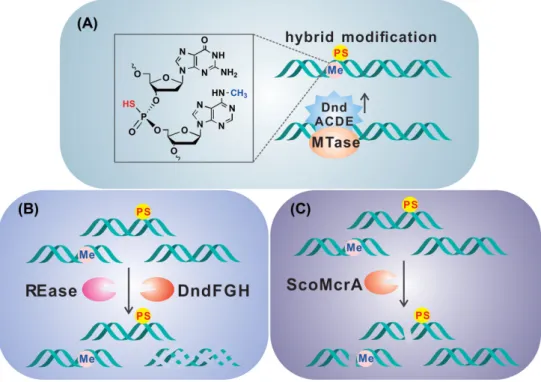 Figure 5. Interaction of DNA PT modifications with other defensive systems. (A) Dnd modification enzymes and Dam can share the same DNA motif, 5  -GATC-3  /5  - -GATC-3  , to generate a hybrid 5  -G PS 6m ATC-3  /5  -G PS 6m ATC-3  product modified with a 