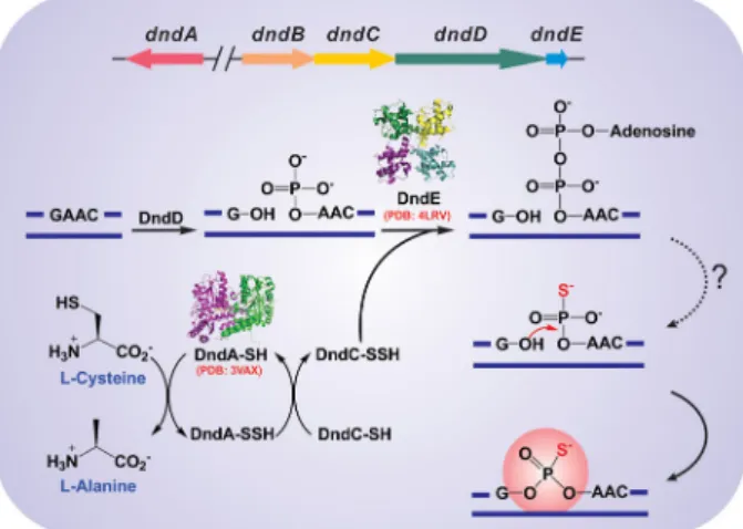 Figure 1. Proposed biochemical pathway of DNA PT modification. PT modifica- modifica-tion, conferred by DndACDE proteins, is predicted to start with the  desulphurisa-tion of cysteine by DndA