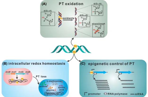 Figure 4. The functional diversity of DNA PT modification. DNA PT modification is a versatile player in environmental fitness (A), the maintenance of cellular redox homeostasis in addition to serving as a component of R-M defence barriers (B) and epigeneti