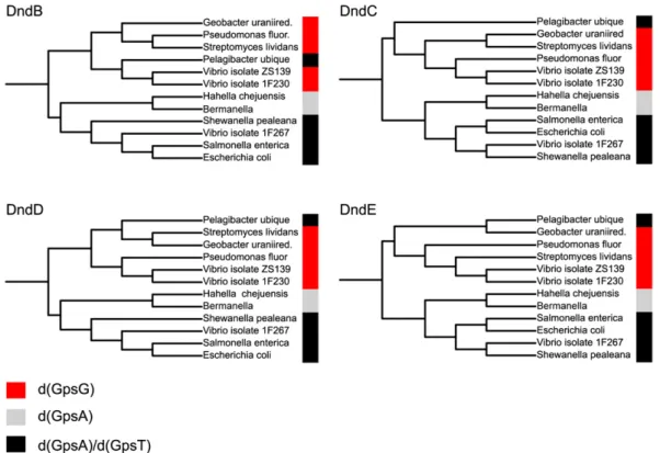Fig. 2. Correlation between PT sequence contexts and Dnd protein sequences. Phylogenetic analysis reveals a correlation between PT sequence context and four of the Dnd protein sequences, and supports horizontal rather than vertical gene transfer for dnd ge