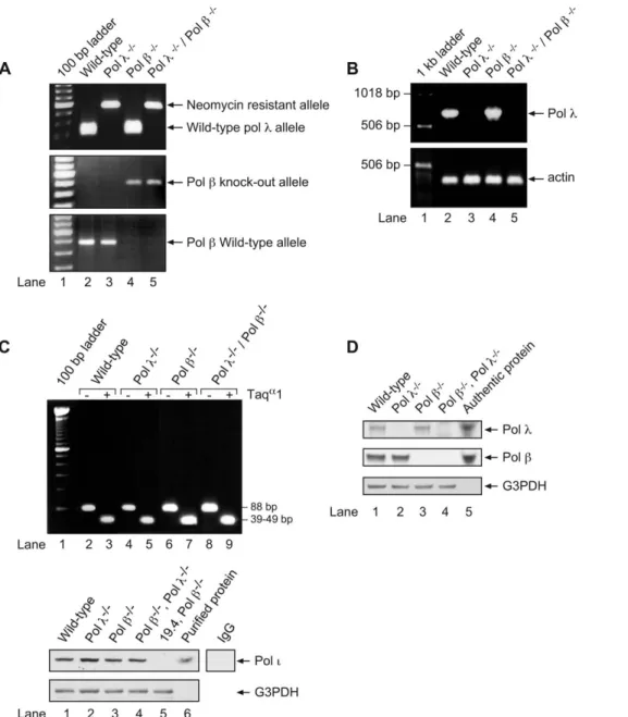 Figure 1. Verification of mouse cells with targeted disruption of pol l and pol b genes and verification of pol i expression