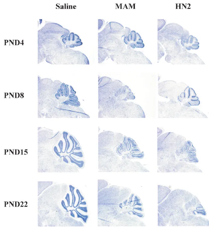 Figure 6. Effect of MAM and HN2 on the cytoarchitecture of the developing cerebellum of C57BL/