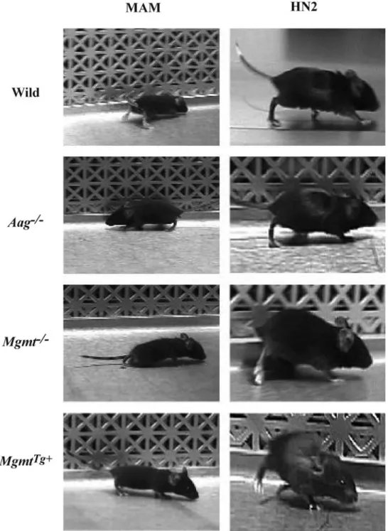 Figure 7. Cytoarchitecture of the cerebellum of wild type and DNA repair-mutant mice treated with MAM or HN2