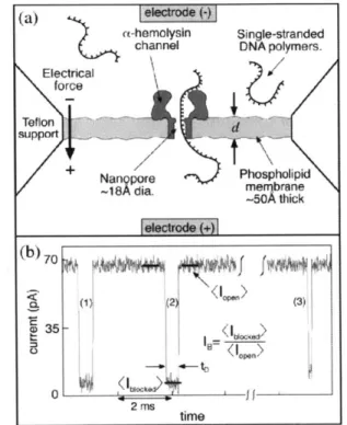 Figure  1.1  Scheme  illustrating  the  principle  of nanopore  analytics.  (a)  Single-stranded DNA  molecules  (negatively  charged)  and  salt ions  are electrically driven  through a single ax-hemolysin  protein  pore  embedded  in  a  phospholipid  me