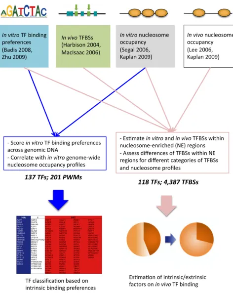 Figure 2. Summary of Analysis Methods Data sets used in this study can be divided into four groups: (1) in vitro TF binding preferences from PBM experiments (Badis et al., 2008; Zhu et al., 2009), (2) in vivo TF binding sites from  ChIP-chip (Harbison et a