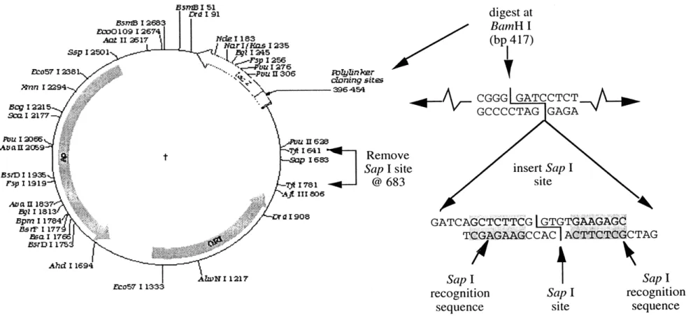 Figure  2.1.  Synthesis  of  the  pAS1  cloning  vector.  pUC19  was  digested  with  Tfi  I  and  religated  to  remove  the  existing Sap I  site  at 683