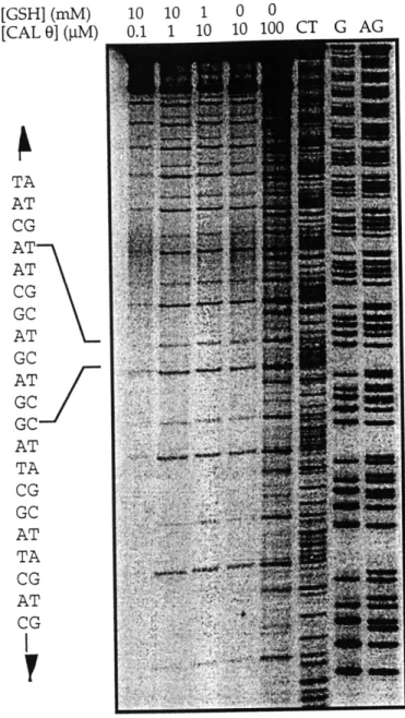 Figure  3.2.  Calicheamicin  8  induced  DNA  damage  in  the  out-of-phase  construct.