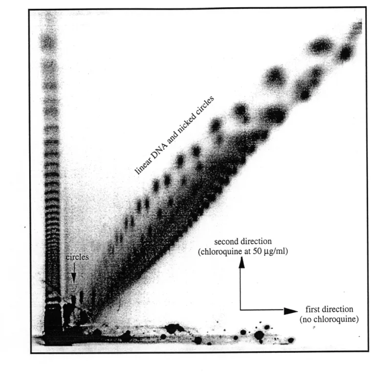 Figure  3.3.  Resolving  circular  from  linear  DNA by  two-dimensional  gel