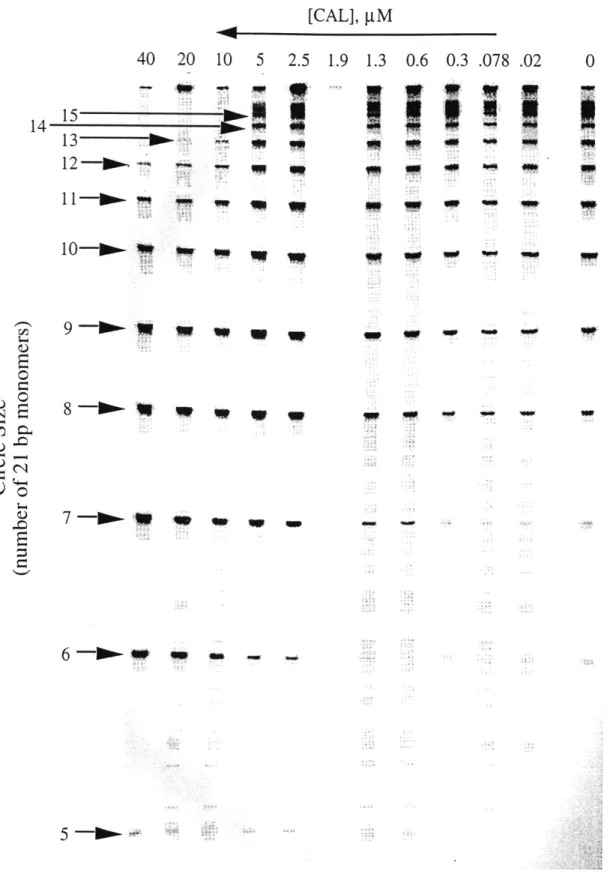 Figure  3.7.  The  effect  of  calicheamicin  E on  the  formation  of  DNA  circles  from  the in-phase  construct