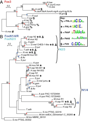 Fig. 3. Detailed analysis of Fox3 and FoxN subfamilies. ML phylogenetic trees for Fox domains from a broader range of species for fungal Fox3 (A) and holozoan FoxN/R (B) clades