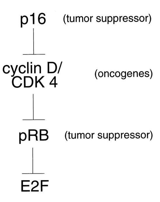 Figure 1. p16 cyclin  D/ CDK  4 pRB (tumor  suppressor)(oncogenes) (tumor  suppressor) E2F