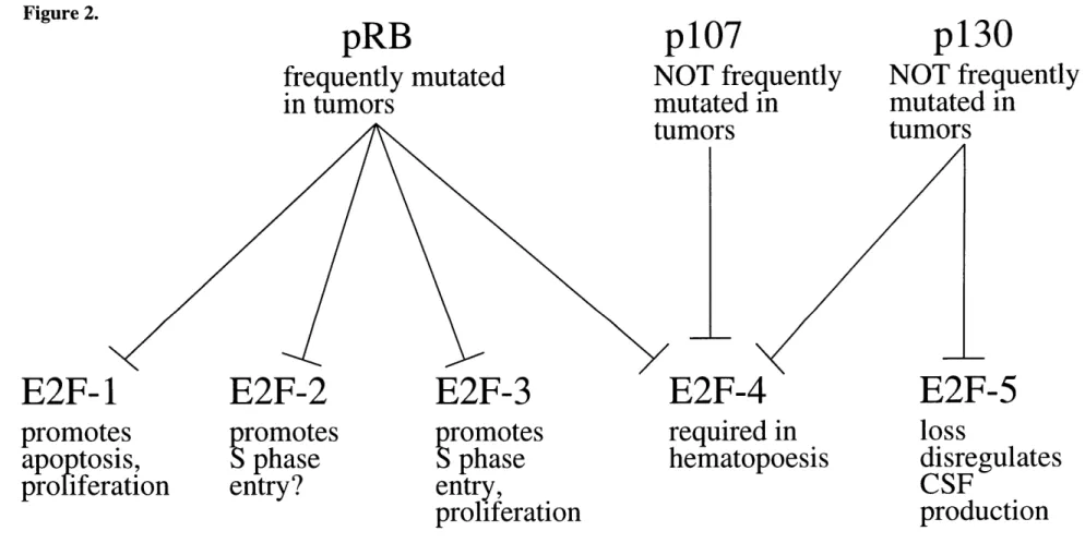 Figure  2.  The  pRB  family  members  inhibit different  E2F proteins with  distinct functions.