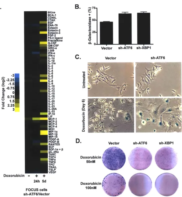 Figure  4. The  unfolded  protein  response restrains the SASP  and