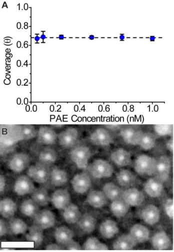 Figure 1. (A) Coverage as a function of PAE concentration, showing that coverage is independent  of concentration