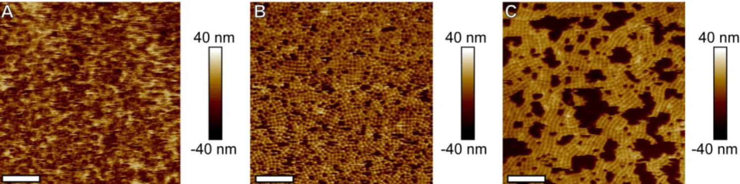 Figure  6.  Bilayer  morphology  can  be  altered  by  deposition  under  different  conditions