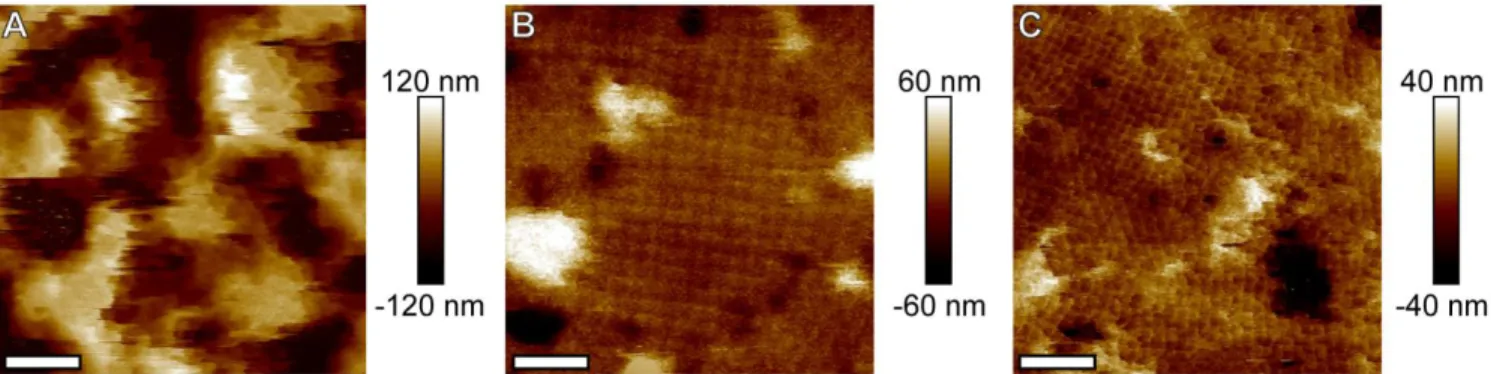 Figure 7. AFM images of five-layer films. Note that the low ionic strength case (A) yields rough,  discontinuous thin film, while the standard case (B) produces large crystalline grains, and the long  sticky end case (C) produces smaller grains but with ev