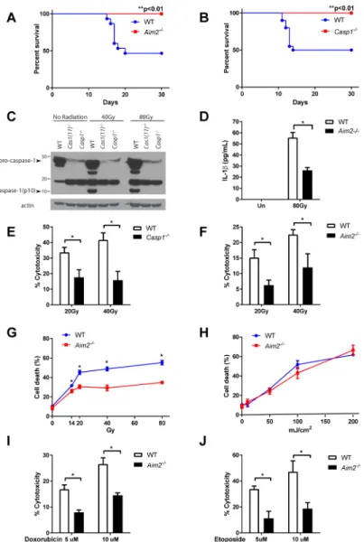 Figure 3. AIM2 inflammasome mediates radio-sensitivity of hematopoietic cells in response to  dsDNA damage