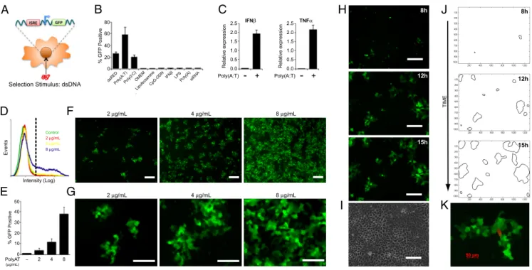 Fig. 1. Stable ISRE reporters reveal dsDNA-induced spatiotemporal patterns. (A) ISRE-GFP reporter cell line was created to study dsDNA-induced responses in living cells