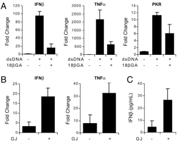 Fig. 5. Gap junction communication results in propagation of antiviral and inflammatory signals in response to dsDNA stimulation