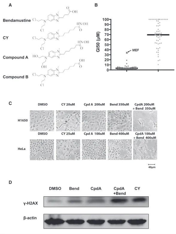 Figure 1 . The side chain structure of CY enhances nitrogen mustard activity in cancer cells.