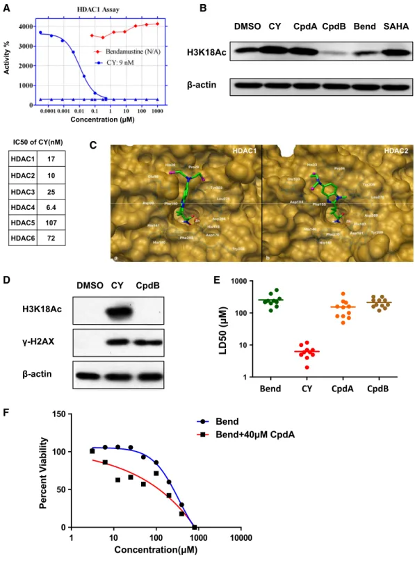 Figure 2 . CY harbors HDAC inhibitory activity that enhances nitrogen mustard ’ s anticancer efficacy.