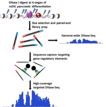 Fig 1. DNase-capture protocol. This figure shows the stages of the DNase-capture protocol.