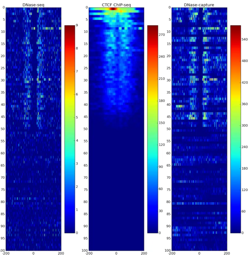 Fig 3. DNase-capture clarifies CTCF DNase profiles. DNase-seq (left), DNase-capture (right), and CTCF ChIP-seq data (center) CTCF motif hits ranked by the number of CTCF ChIP-seq reads in the region
