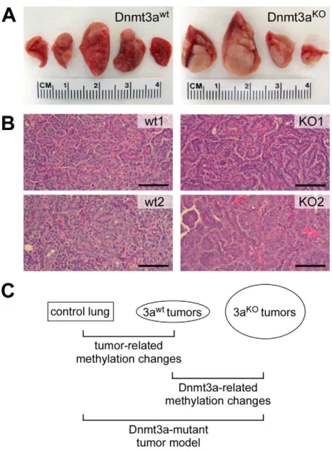 Figure 1. Overview of the experimental system used for this study. (A) Representative photographs of lungs from Dnmt3a wildtype and Dnmt3a deficient mice