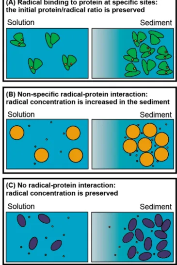 Figure 3. Eﬀect of three diﬀerent protein−radical interaction modes on the radical distribution in sedimented proteins