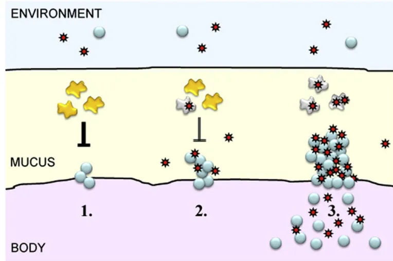 Figure 1. Two-way cooperation of viruses and bacteria to produce disease